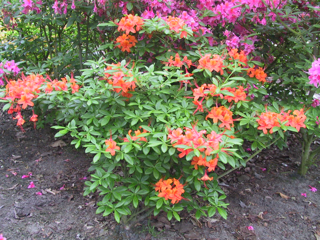 Azalea pontica Coccinea Speciosa 1.jpg